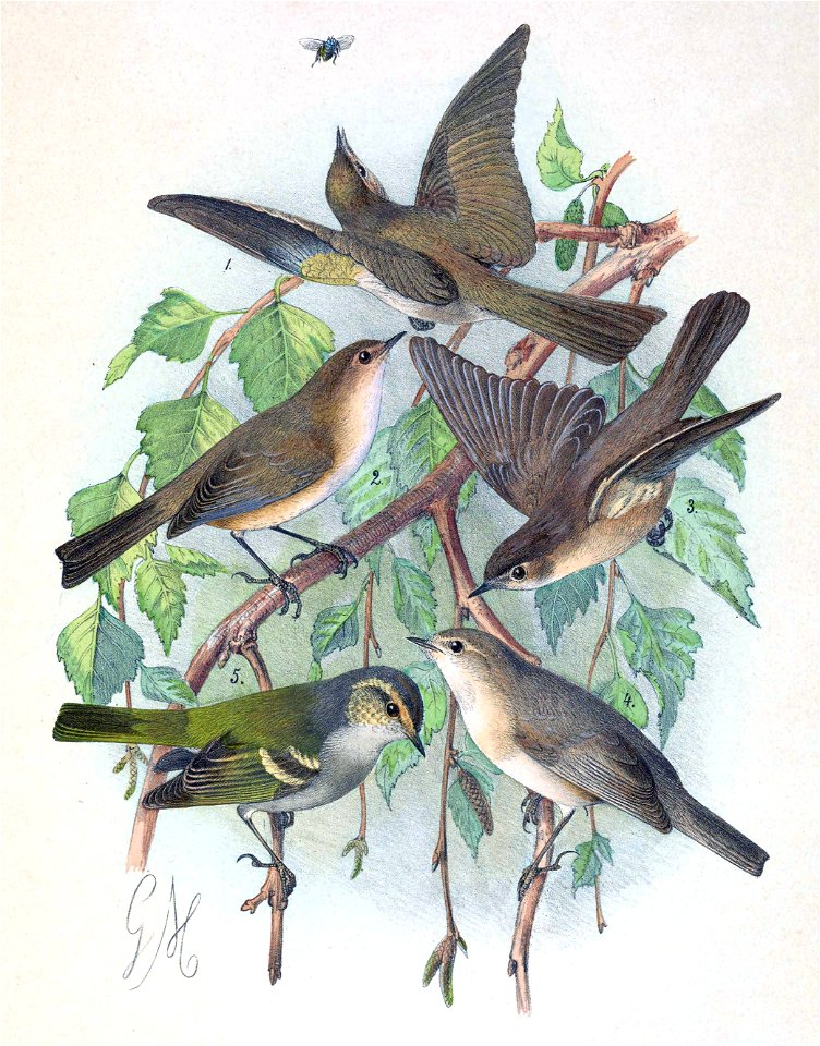 Phylloscopus collybita tristis & Phylloscopus sindianus & Phylloscopus humei mandellii 1889