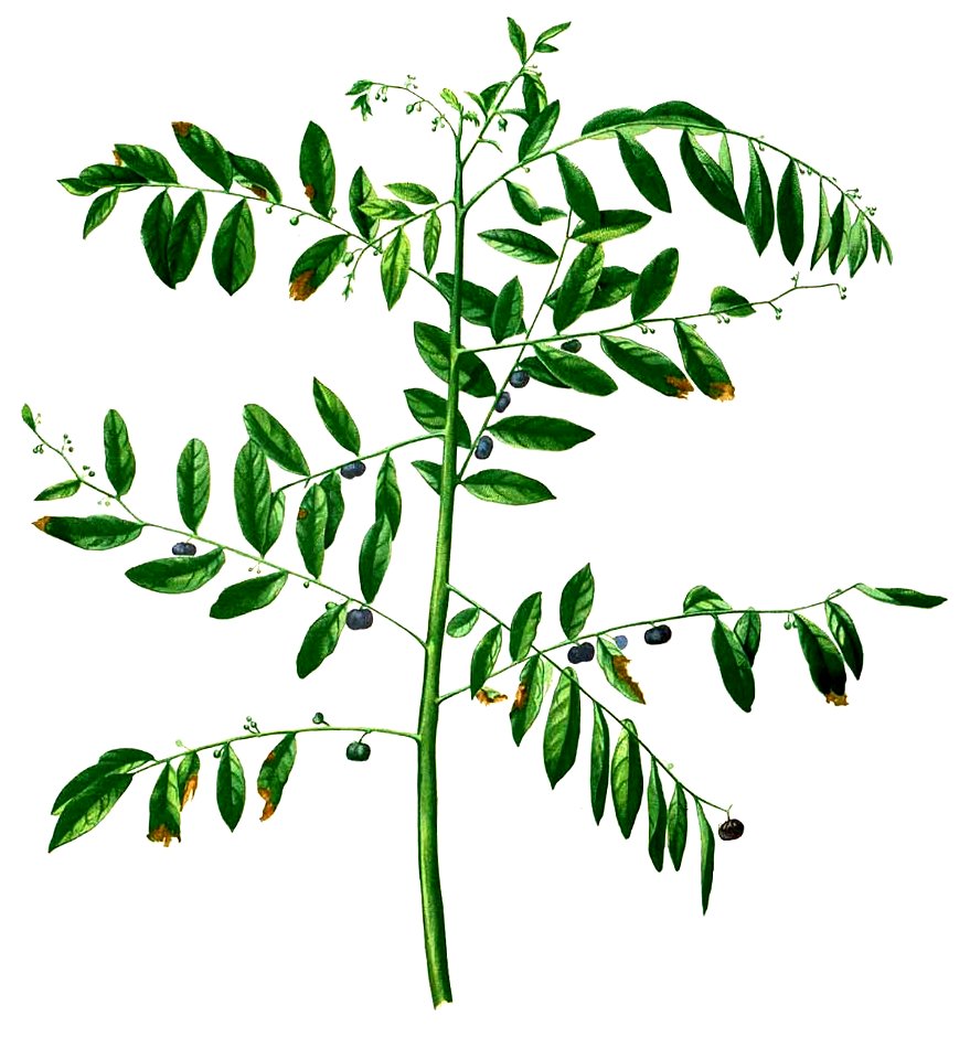 Phyllanthus reticulatus Blanco2.239-cropped