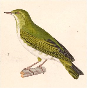 Phylloscopus sibilatrix 1838
