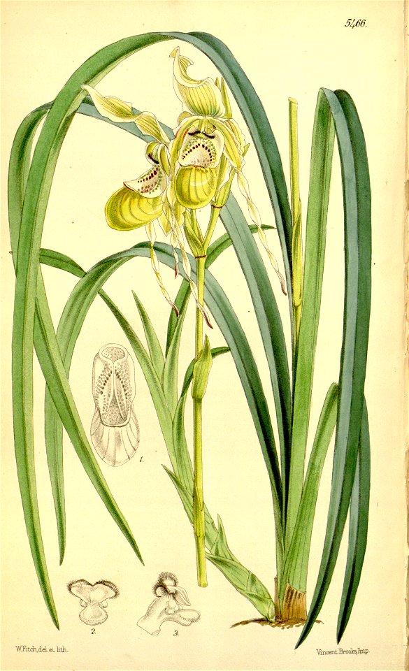 Phragmipedium caricinum (as Cypripedium caricinum) - Curtis' 90 (Ser. 3 no. 20) pl. 5466 (1864)