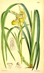 Phragmipedium caricinum (as Cypripedium caricinum) - Curtis' 90 (Ser. 3 no. 20) pl. 5466 (1864)