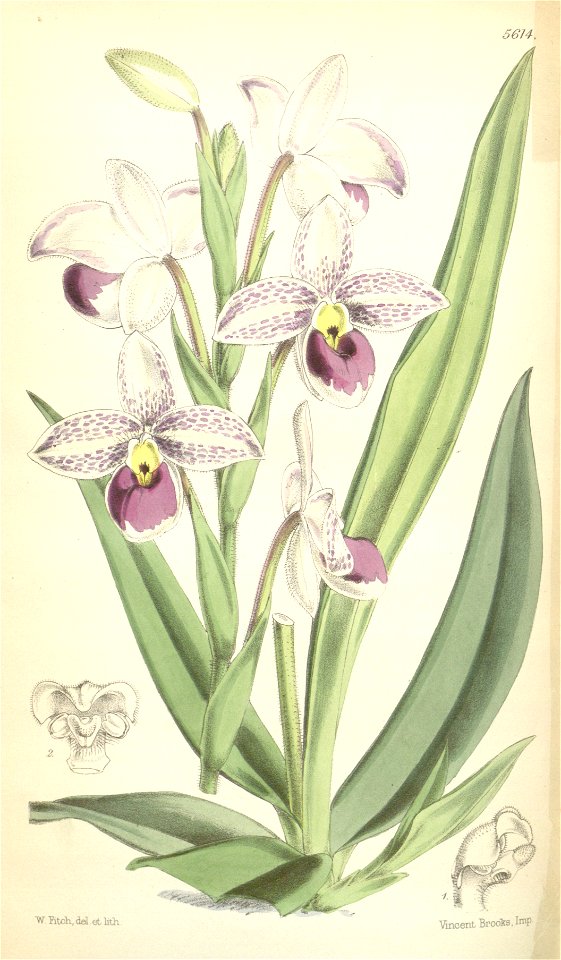 Phragmipedium schlimii (as Cypripedium schlimii) - Curtis' 92 (Ser. 3 no. 22) pl. 5614 (1866)