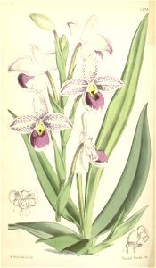 Phragmipedium schlimii (as Cypripedium schlimii) - Curtis' 92 (Ser. 3 no. 22) pl. 5614 (1866)
