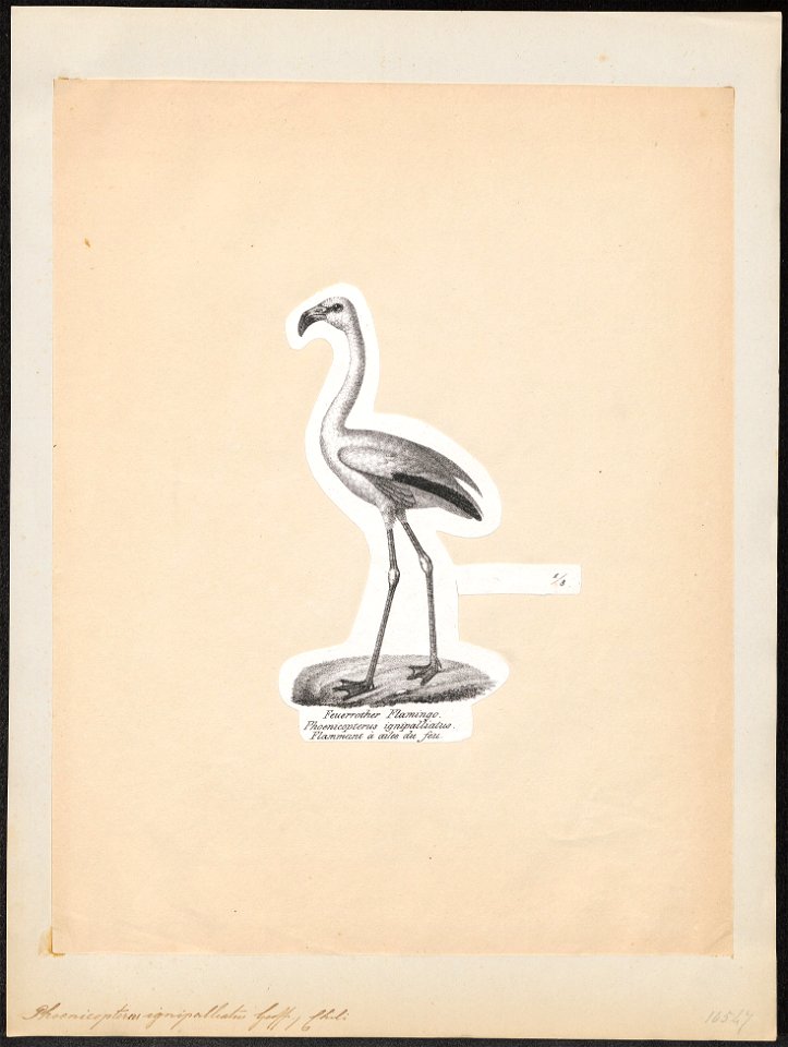 Phoenicopterus ignipalliatus - 1809-1845 - Print - Iconographia Zoologica - Special Collections University of Amsterdam - UBA01 IZ17600013