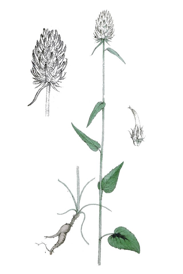 Phyteuma spicatum L ag1. Free illustration for personal and commercial use.