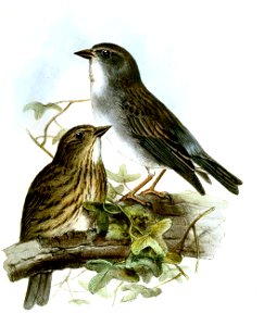 PhrygilusOcularisWolf