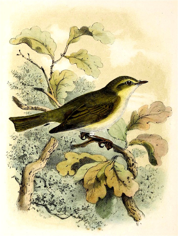 Phylloscopus trochilus 1873
