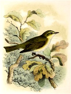 Phylloscopus trochilus 1873