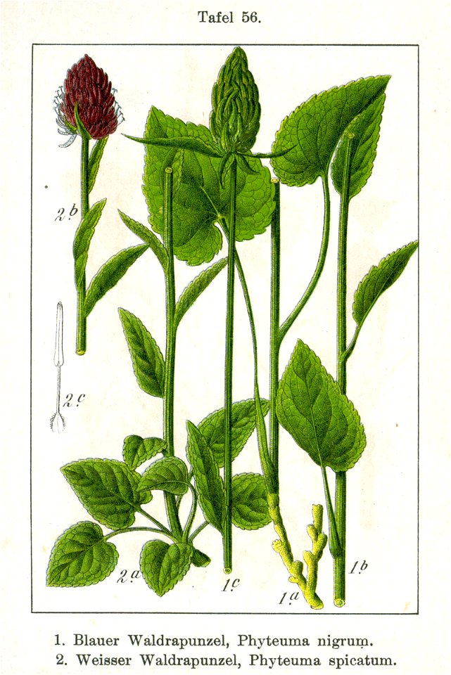 Phyteuma spp Sturm56