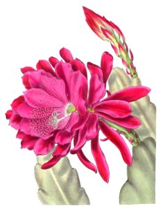Phyllocactus hybr BlKakteenT156
