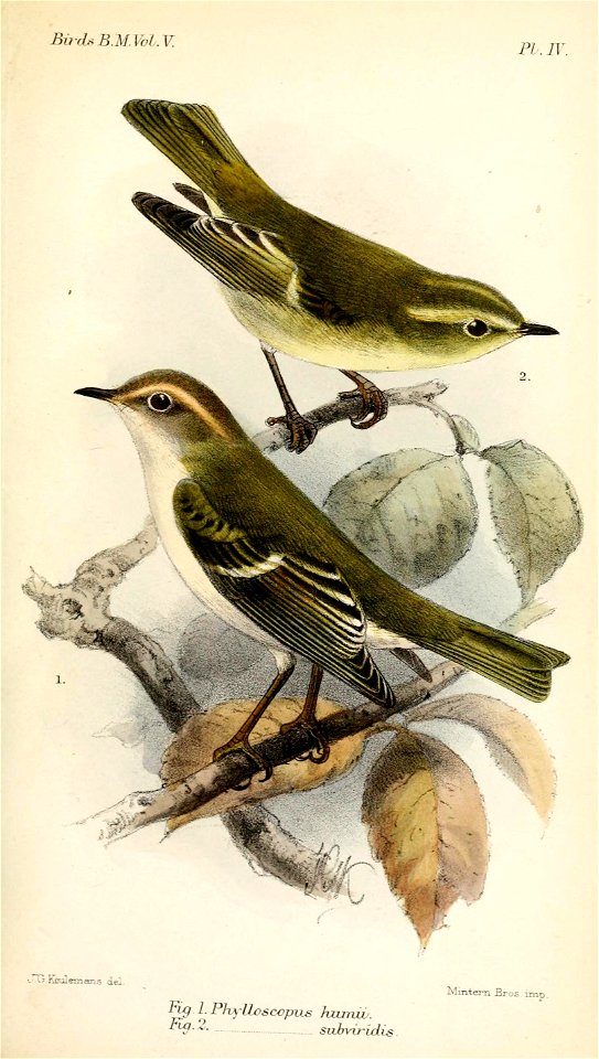 PhylloscopusKeulemans