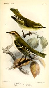 PhylloscopusKeulemans