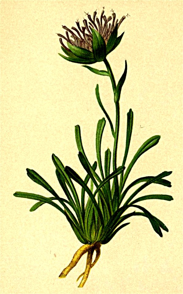 Phyteuma latifolium Atlas Alpenflora