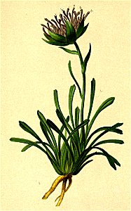 Phyteuma latifolium Atlas Alpenflora
