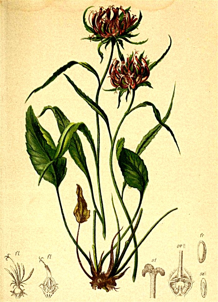 Phyteuma scheuchzeri Atlas Alpenflora