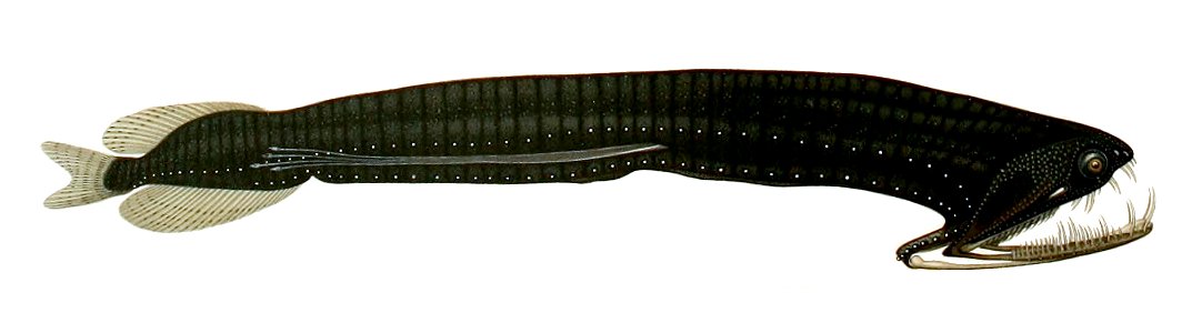 Photostomias guernei1