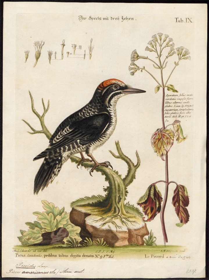 Picoïdes americanus - 1700-1880 - Print - Iconographia Zoologica - Special Collections University of Amsterdam - UBA01 IZ18700033