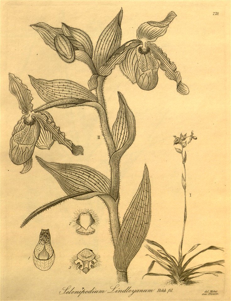 Phragmipedium lindleyanum (as Selenipedium lindleyanum) - Xenia 3-278 (1894)
