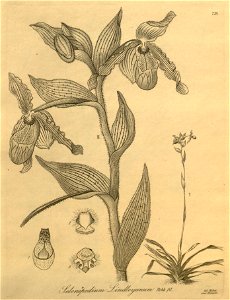 Phragmipedium lindleyanum (as Selenipedium lindleyanum) - Xenia 3-278 (1894)