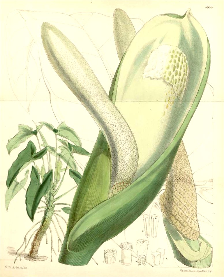 Philodendron williamsii