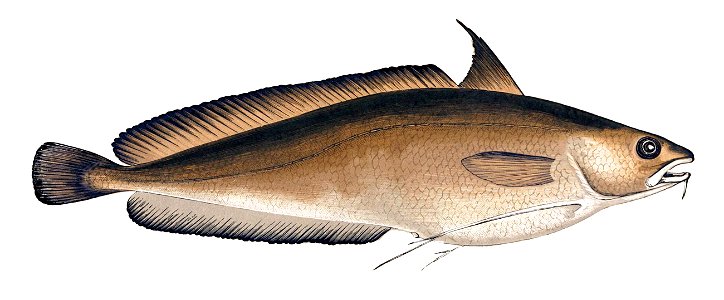 Phycis blennoides Gervais