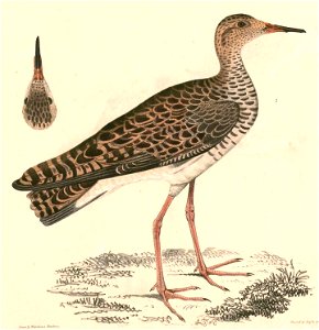 Philomachus pugnax 2 Hardwicke