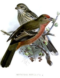 PhytotomaRutilaKeulemans
