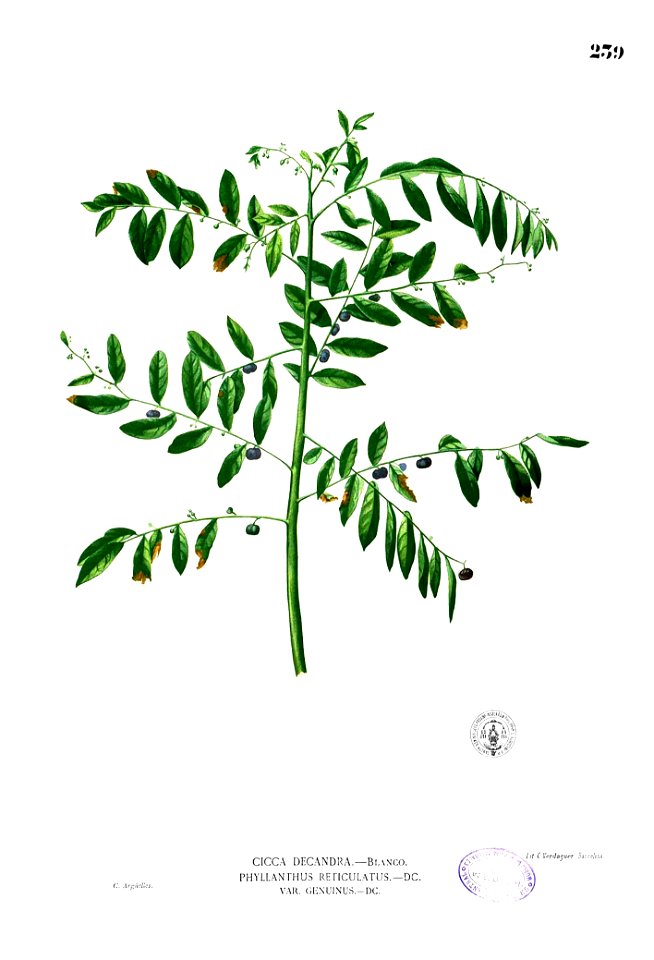 Phyllanthus reticulatus Blanco2.239