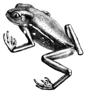Phyllomedusa sauvagii 1882