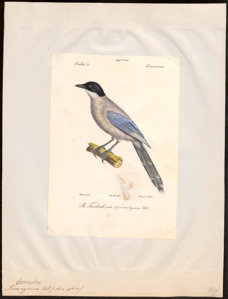 Pica cyanea - 1842-1848 - Print - Iconographia Zoologica - Special Collections University of Amsterdam - UBA01 IZ15700191