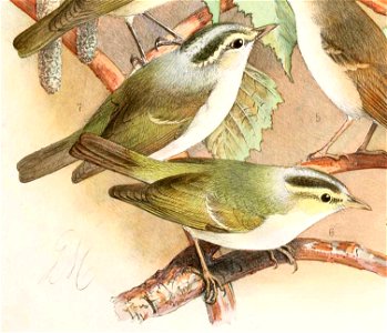 Phylloscopus occipitalis 1889