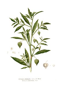 Physalis angulata Blanco1.50 clean