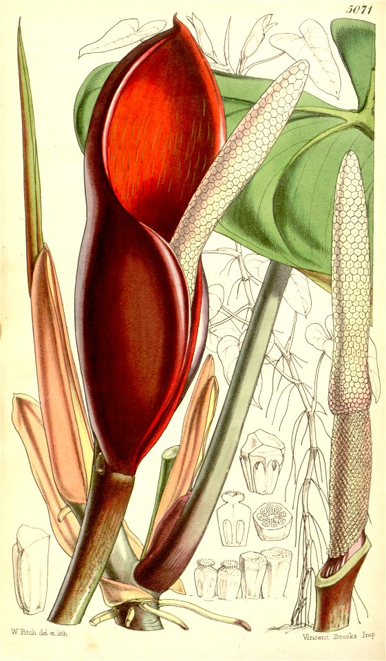Philodendron erubescens Bot. Mag. 84. 5071. 1858