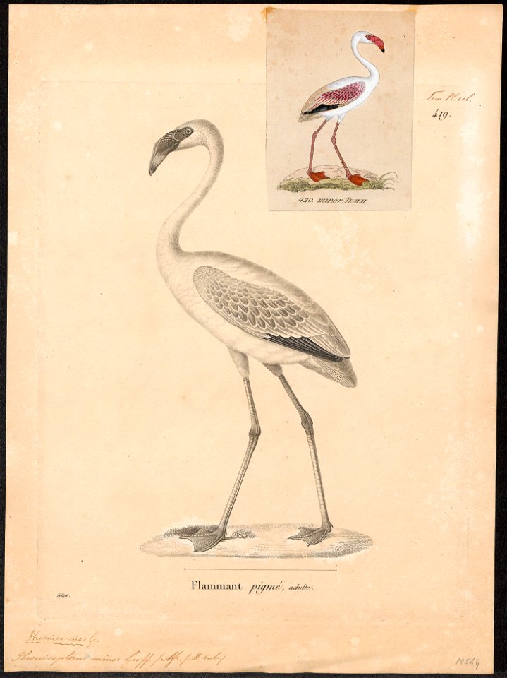 Phoenicopterus minor - 1700-1880 - Print - Iconographia Zoologica - Special Collections University of Amsterdam - UBA01 IZ17600017