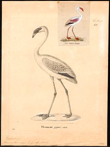 Phoenicopterus minor - 1700-1880 - Print - Iconographia Zoologica - Special Collections University of Amsterdam - UBA01 IZ17600017