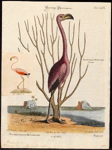 Phoenicopterus ruber - 1700-1880 - Print - Iconographia Zoologica - Special Collections University of Amsterdam - UBA01 IZ17600019