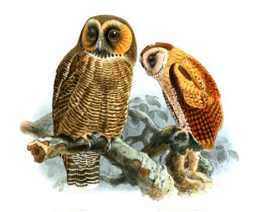 Phodilus