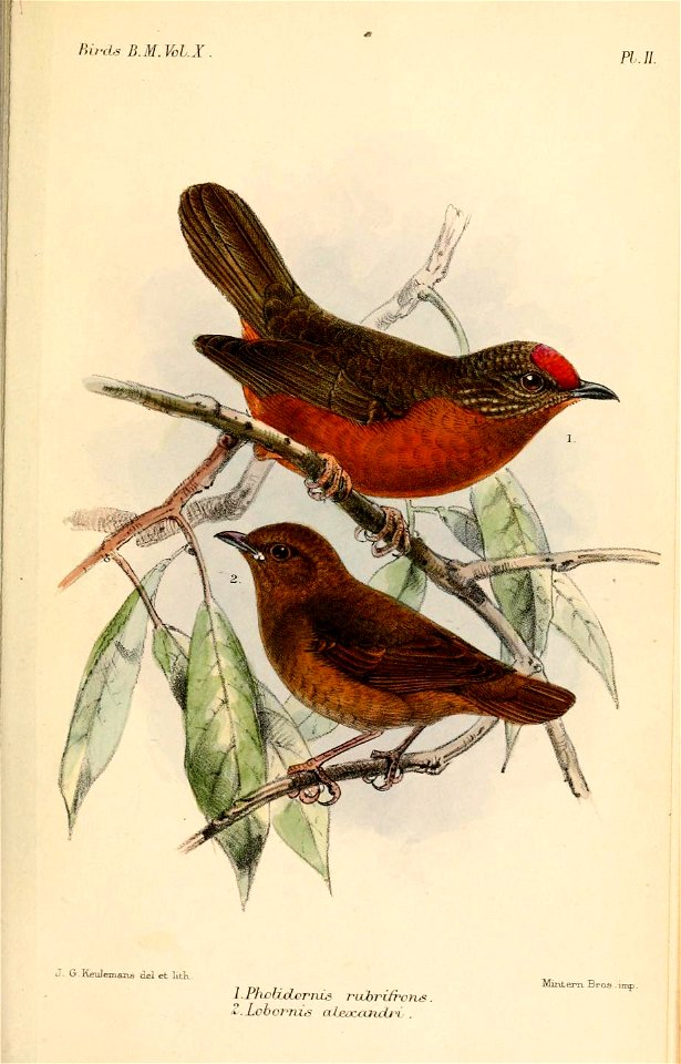 Pholidornis-LobornisKeulemans