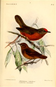 Pholidornis-LobornisKeulemans