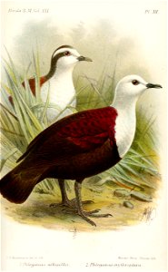 PhlegoenasKeulemans