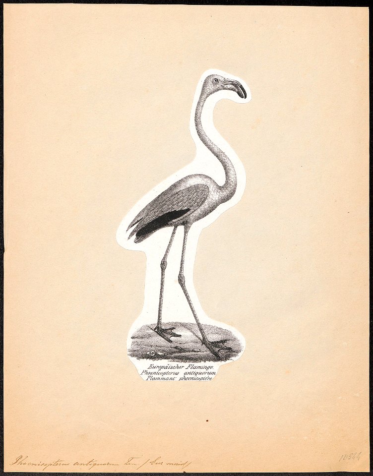 Phoenicopterus antiquorum - 1809-1845 - Print - Iconographia Zoologica - Special Collections University of Amsterdam - UBA01 IZ17600011