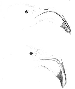 Phoenicopterus roseus head 1 1869