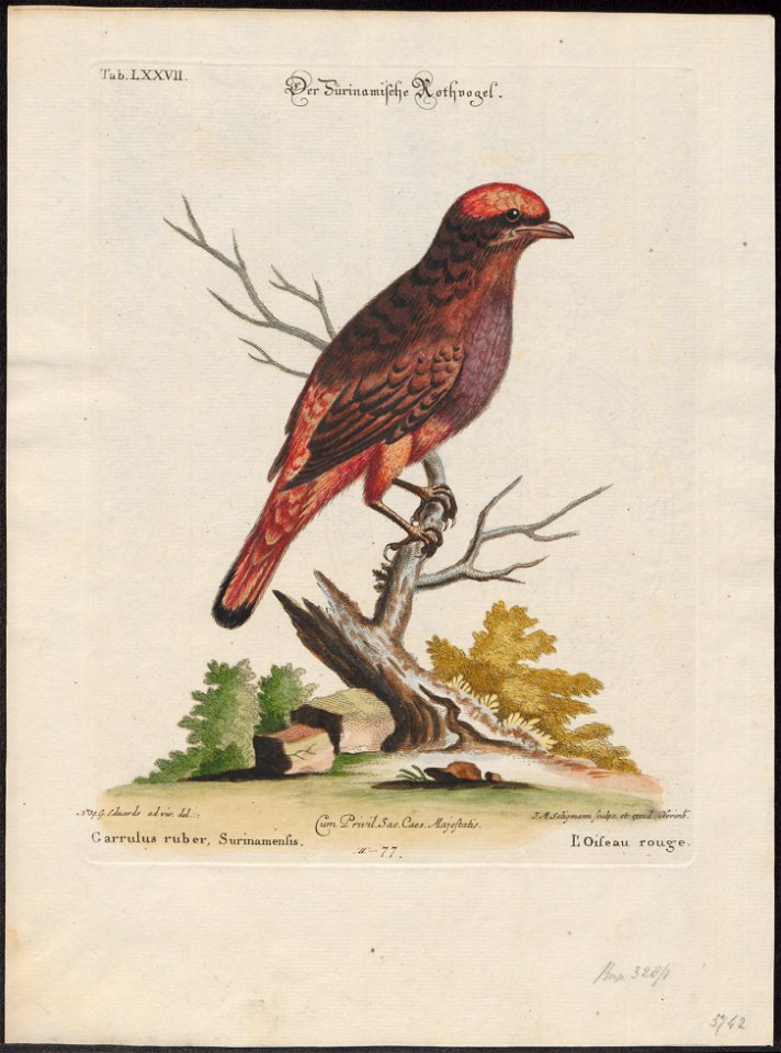 Phoenicircus carnifex - 1700-1880 - Print - Iconographia Zoologica - Special Collections University of Amsterdam - UBA01 IZ16600237