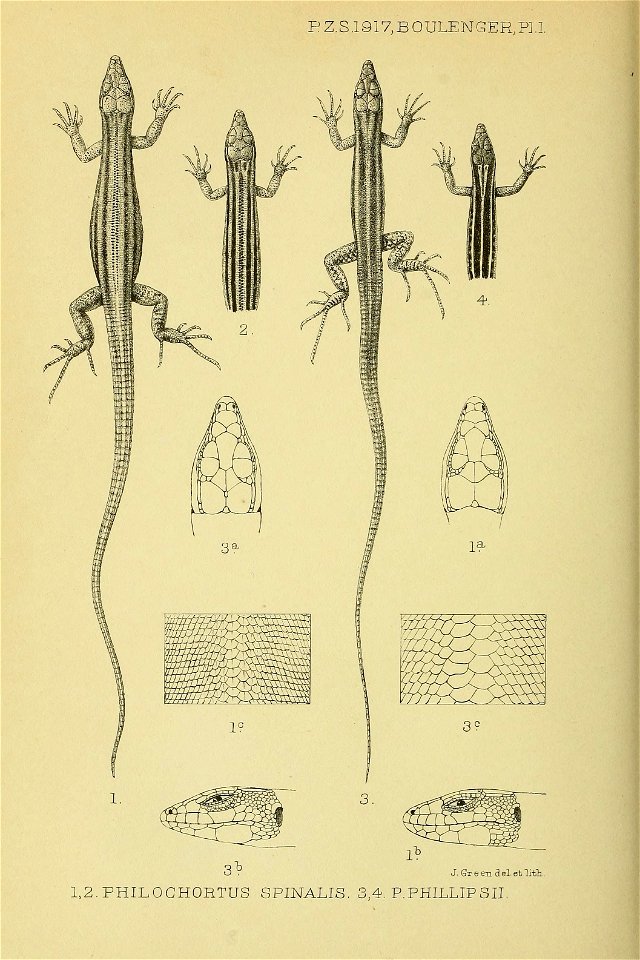 Philochortus 1