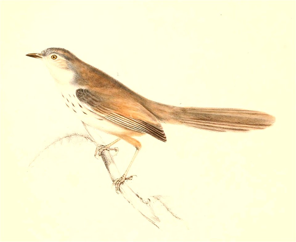 Phragmacia substriata 1838