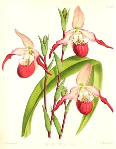 Phragmipedium × calurum