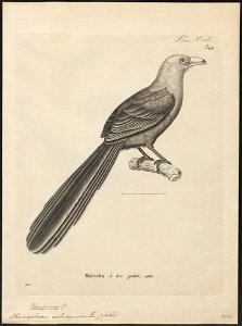 Phoenicophaus calorhynchus - 1700-1880 - Print - Iconographia Zoologica - Special Collections University of Amsterdam - UBA01 IZ18800333