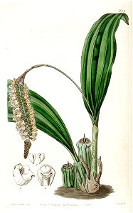 Pholidota imbricata - Edwards vol 21 pl 1777 (1836)