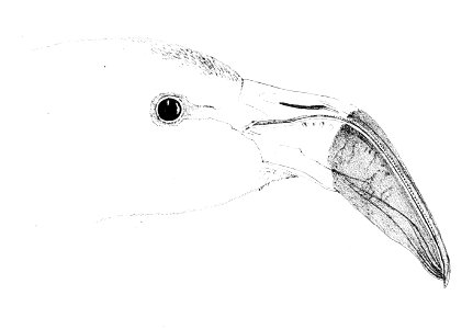 Phoenicopterus chilensis head 1869