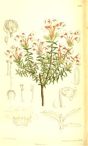 Phyllodoce amabilis 137-8405